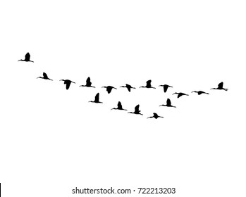 Glossy ibis (Plegadis falcinellus) wedge in flight. Vector silhouette a flock of birds