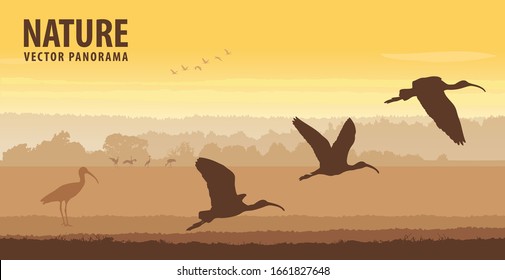 Glossy ibis take off in field on sunrise. Wildlife vector panorama