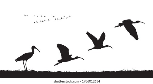 Glossy ibis take off in field. Vector silhouette