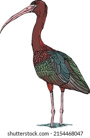 El ibis de lujo es un ave de remos en la familia ibis Threskiornithidae. El nombre científico deriva de los antiguos plejados griegos y latinos, falcis, que significan "hoz" refiriéndose al proyecto de ley.