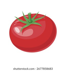 Glossy red tomato vector illustration, simple minimal flat style, isolated, with green stem