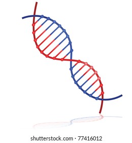 Glossy vector illustration showing a DNA strand reflected on a white background