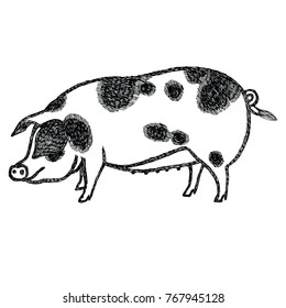 Gloucestershire Old Spots Pig Vector illustration Sketch style Hand drawn