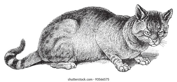 The Gloved or Fallow Cat (Felis maniculata) / vintage illustration from Meyers Konversations-Lexikon 1897