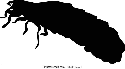 Glow Worm Silhouette (Arachnocampa luminosa) Found In All Around The World