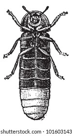 Glowworm or Lampyris noctiluca, vintage engraved illustration. Dictionary of Words and Things - Larive and Fleury - 1895