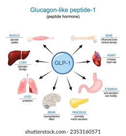 GLP-1. Glucagon-like peptide-1 para regulación del apetito, pérdida de peso y tratamiento de la diabetes. hormona peptídica Funciones y efectos sobre los órganos internos humanos. diagrama de vector