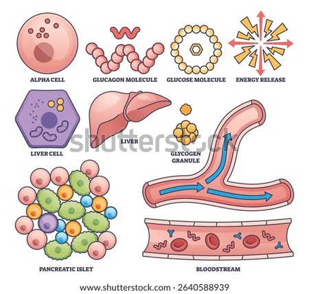 Glucagon function in blood sugar regulation shown with liver, alpha cell, and bloodstream in a clear outline style. Outline style collection