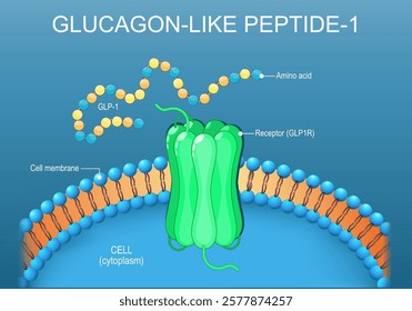 Glucagon-like peptide-1. Close-up of Cell membrane lipid bilayer with Receptor GLP1R. Vector illustration.