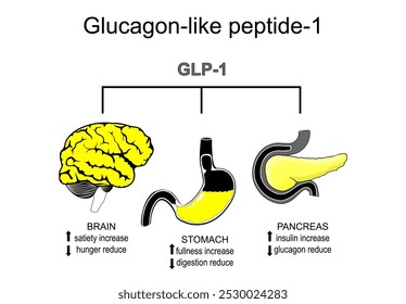 Glucagon-like peptide-1. Weight loss therapy. Bicolor flat illustration, easily editable to your favorite color. Easily editable to your favorite color. Vector poster