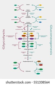 Gluconeog Nesis Y Glucol Sis Vector De Stock Libre De Regal As