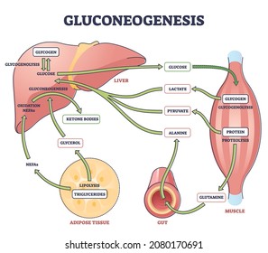 Gluconeogenesis GNG metabolic pathway for glucose generation outline diagram. Labeled educational scheme with liver, muscle, gut and adipose tissue chemical synthesis interaction vector illustration.