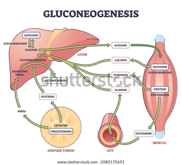 Gluconeogenesis GNG metabolic pathway for\
glucose generation outline diagram. Labeled educational scheme with\
liver, muscle, gut and adipose tissue chemical synthesis\
interaction vector\
illustration.