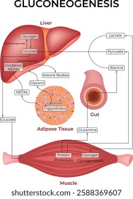 Gluconeogenesis Pathway Design Vector Illustration