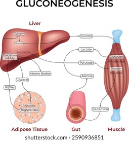 Gluconeogenesis Pathway Design Vector Illustration