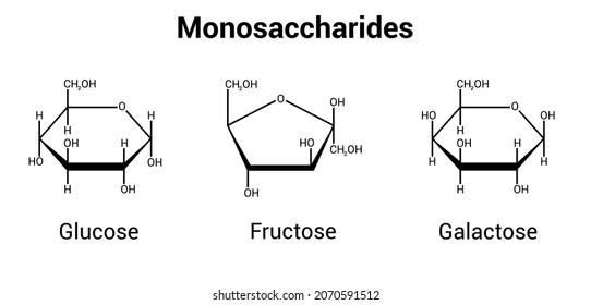 glucose fructose and galactose monosaccharides (simple sugars)