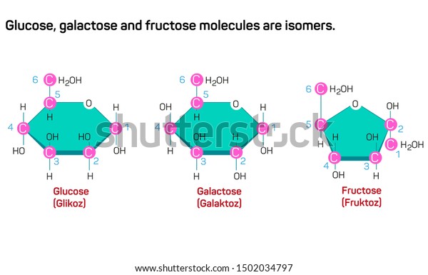 Glucose,\
galactose and fructose molecules are\
isomers.