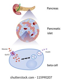 Glucose induces insulin release in beta cells of the pancreas