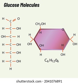 Glucose Molecules. Biology shape vector