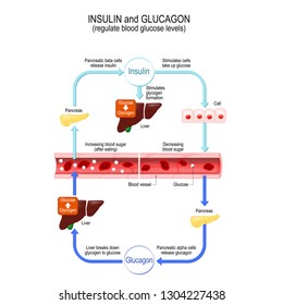 Glucose (simple Sugar Used By The Cells), Glucagon (hormone For Control Blood Sugar Levels And Energy Intake) And Insulin (hormone That Regulates The Metabolism Of Carbohydrates, Fats And Protein)