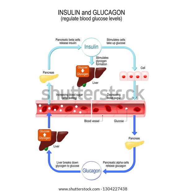 Glucose Simple Sugar Used By Cells Stock Vector (Royalty Free) 1304227438