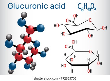 Glucuronic acid molecule, plays an important role in the metabolism of microorganisms, plants and animals. Structural chemical formula and molecule model. Vector illustration