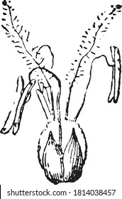 Glumellule, del diccionario de palabras y cosas, 1888.