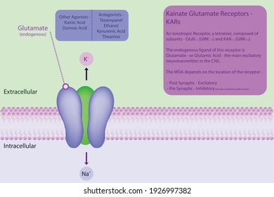 Glutamate Kinate Receptor Diagram In Cell Membrane With Explanation About Binding Sites, Ligands And Activity. Infographic Pharmacology, Science, Illustration Of Neurotransmitter In The CNS.