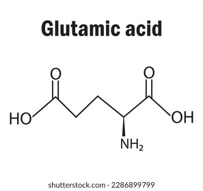 Fórmula y estructura de aminoácidos de ácido glutámico. Fórmula molecular química del ácido glutámico. Contenido de estudio para estudiantes de ciencias. Ilustración vectorial.