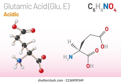 Glutamic Acid (Glu, E) amino acid molecule. (Chemical formula C5H9NO4) aliphatic amino acid molecule. Ball-and-stick model, space-filling model, and skeletal formula. Layered vector