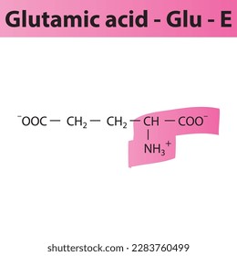 Glutaminsäure - Glu - E Aminosäurenstruktur. Skelettformel mit Aminosäure-Gruppe markiert in rosafarbenem Marker. Wissenschaftliche Illustration.