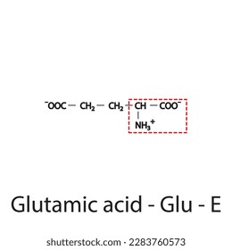 Glutamic acid - Glu - E amino acid structure. Skeletal formula with amino group highlighted in red frame. Scientific illustration.