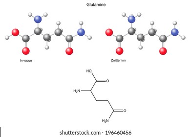 Glutamine (Gln) - chemical structural formula and models, amino acid, in vacuo, zwitterion, 2D and 3D illustration, balls and sticks, isolated on white background, vector, eps8