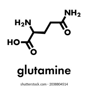 Glutamine Lglutamine Gln Q Amino Acid Stock Vector (Royalty Free ...