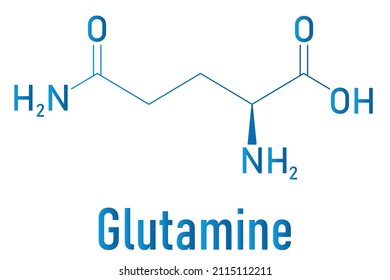 Glutamine Lglutamine Gln Q Amino Acid Stock Vector (Royalty Free ...