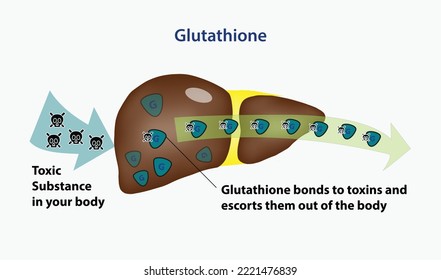 Glutathione in livers help removes and escorts toxin substances out of the body. Vector and illustration