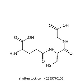 Glutathione molecular structure. Glutathione is an antioxidant in plants, animals, fungi, bacteria and archaea. Vector structural formula of chemical compound with red bonds and black atom labels.