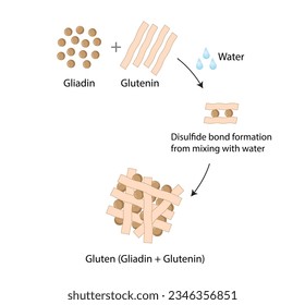 Gluten Formation, Disulfide Bond Formation From mixing two molecules of Gliadin and Glutenin with Water. Gluten Mesh structure. Scientific design. Vector Illustration.