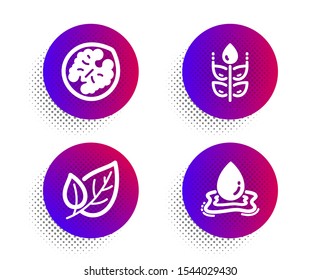 Gluten free, Leaf and Walnut icons simple set. Halftone dots button. Water splash sign. Bio ingredients, Ecology, Vegetarian food. Aqua drop. Nature set. Classic flat gluten free icon. Vector