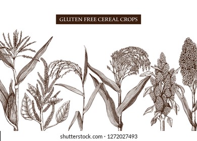 Gluten free plants design template. Hand drawn cereal crops sketches. High detailed vegetarian food illustration. Farm market products. Great for packaging, menu, label.