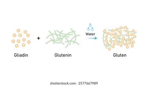 Gluten Molecule Formation From Gliadin and Glutenin Science Design. Vector Illustration.