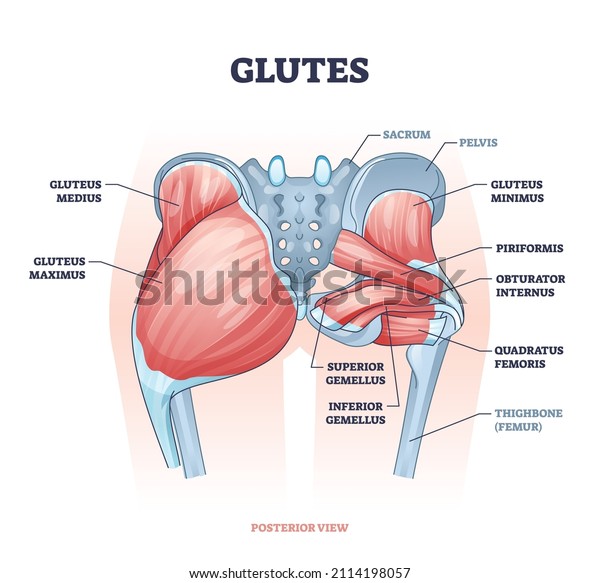 Glutes as gluteal body muscles for human\
buttocks strength outline concept. Labeled educational anatomical\
scheme with physical skeletal and gluteus medius, maximus and\
minimus vector\
illustration.