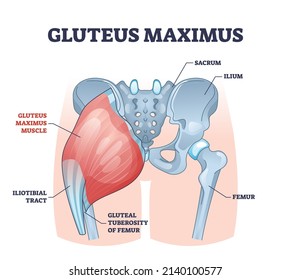 Gluteus maximus muscle as medical hip and leg medical anatomy outline diagram. Labeled educational human iliotibial tract, gluteal tuberosity of femur and groin skeletal structure vector illustration.