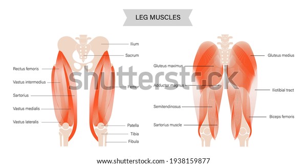Gluteus medius, gluteus maximus and\
quadriceps muscles. Human muscular system. Pelvis and hip bones\
skeleton anatomical poster. Bodybuilding, workout, strong body\
concept. Isolated vector\
illustration