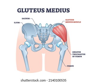 Gluteus medius muscle with human hip and groin anatomy outline diagram. Labeled educational medical scheme with skeletal ilium, sacrum, femur and greater trochanter of femur bones vector illustration.