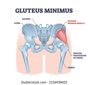 Músculo glúteo mínimo con sistema muscular de cadera y esquema de huesos glúteo. Esquema médico educativo etiquetado con ilio, sacro y trocánter mayor de la ilustración del vector del esqueleto del fémur.