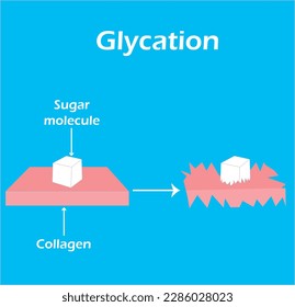 Glycation diagram. Effect of sugar molecule on collagen. Study content for biology and medcine students. Vector illustration.