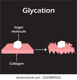 Glycation diagram. Effect of sugar molecule on collagen. Vector illustration.