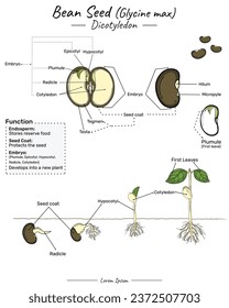 Glycine max soy bean dicotyledon structure, function and development. Shows the the inside and outside of corn seed. for scientific illustrations, educational materials, botanical articles.