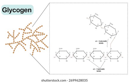 Glycogen Structure and Linkages biochemistry vector illustration diagram